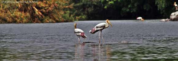 Image of Painted Stork