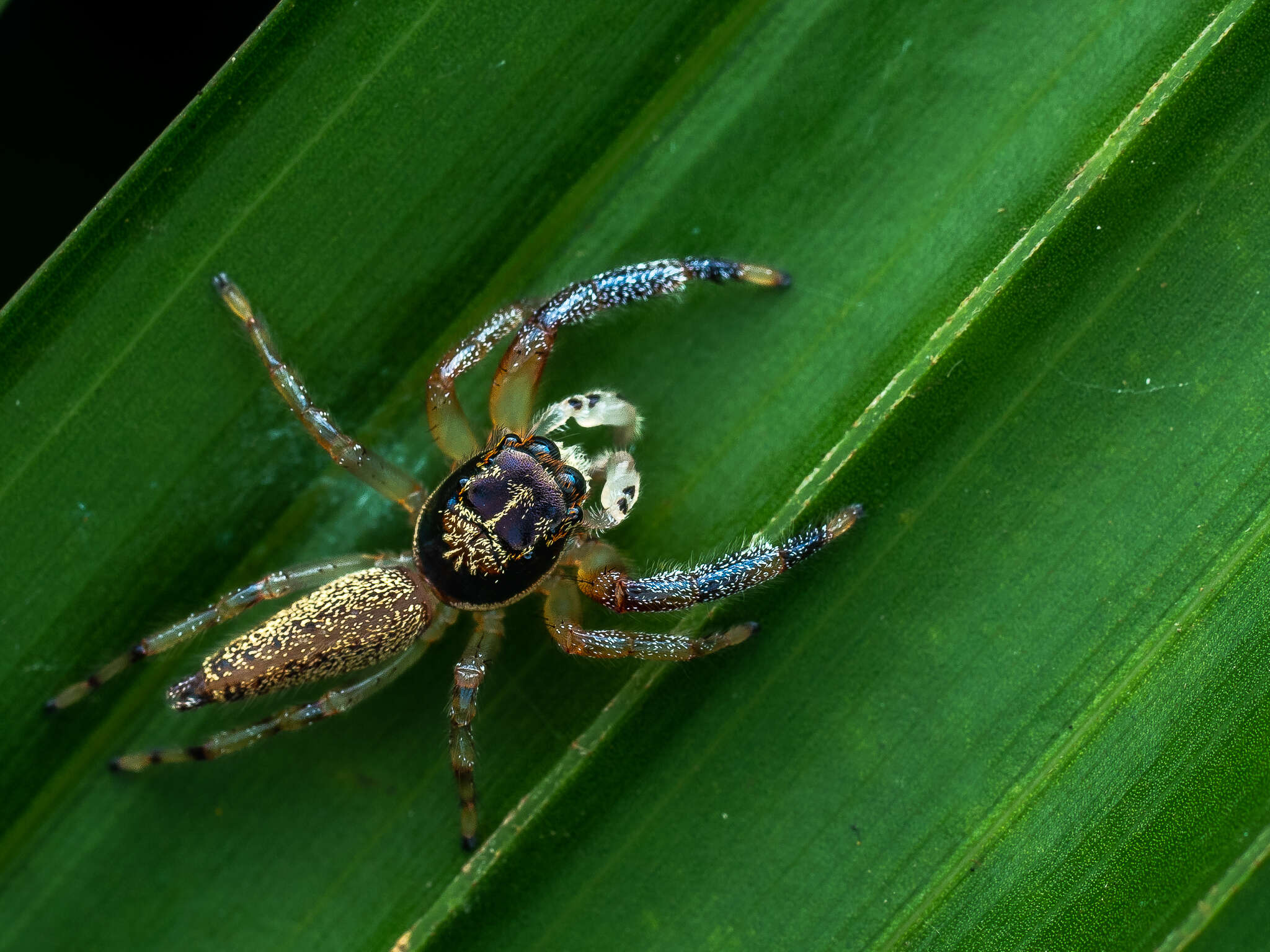 Image of Maripanthus jubatus