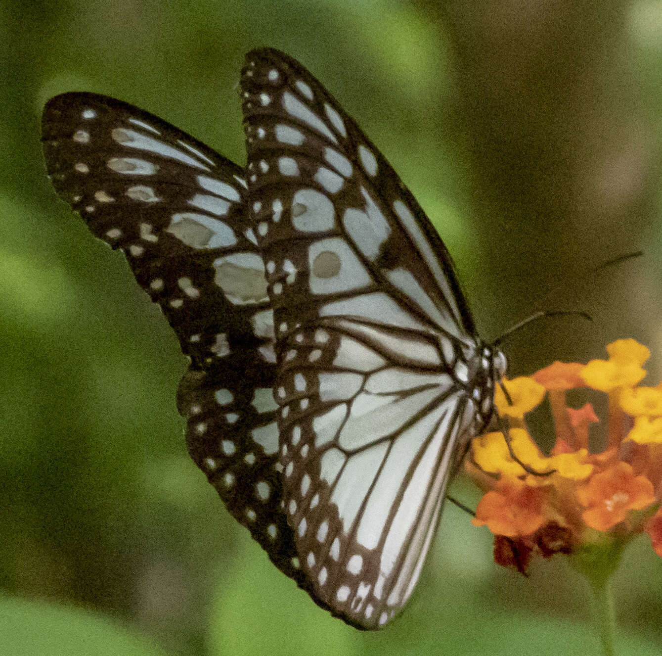 Image of Ideopsis juventa Cramer 1777