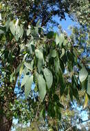 Слика од Eucalyptus ovata Labill.