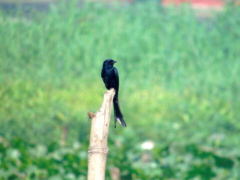 Image of Black Drongo