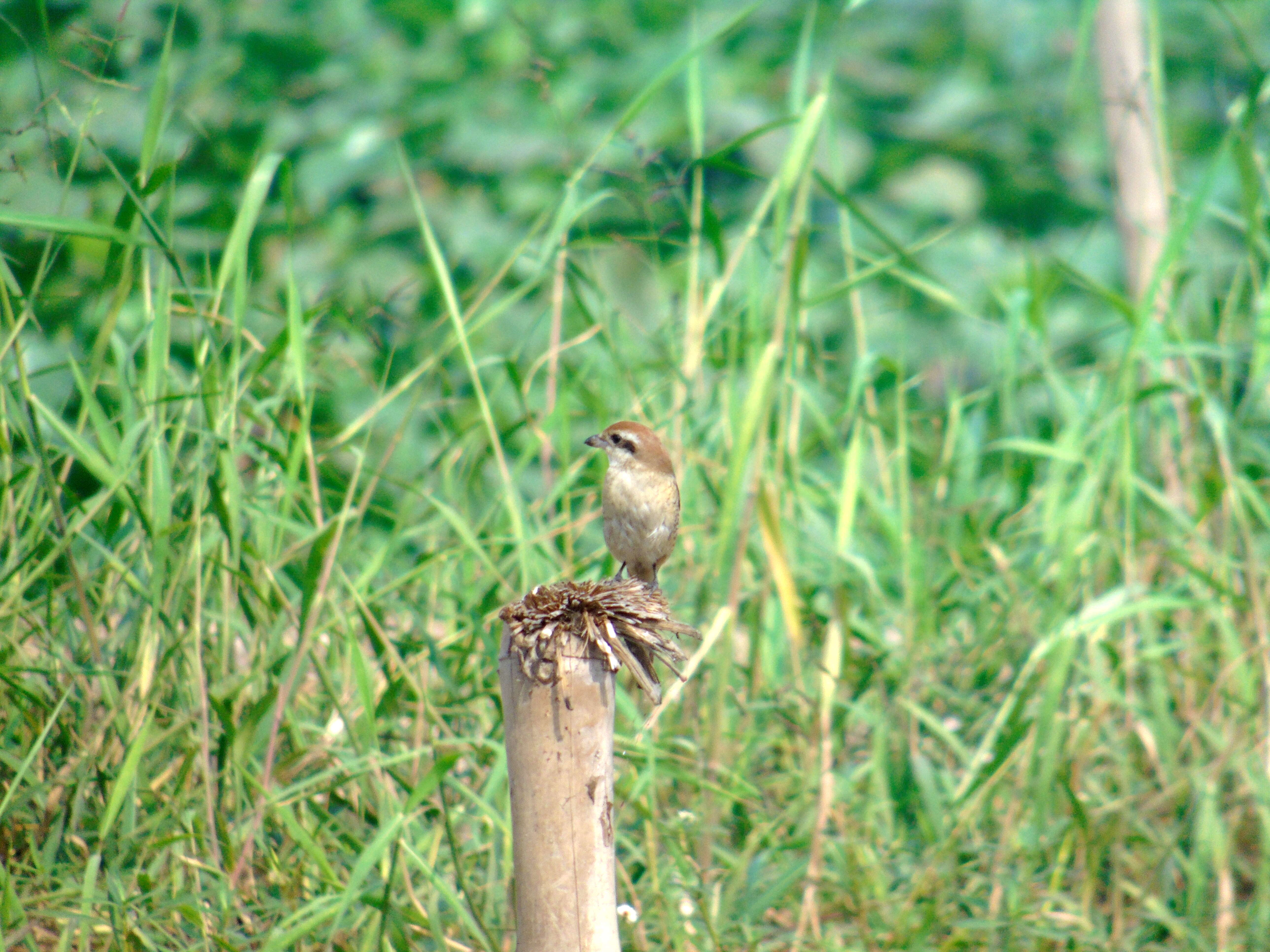 Image of Brown Shrike