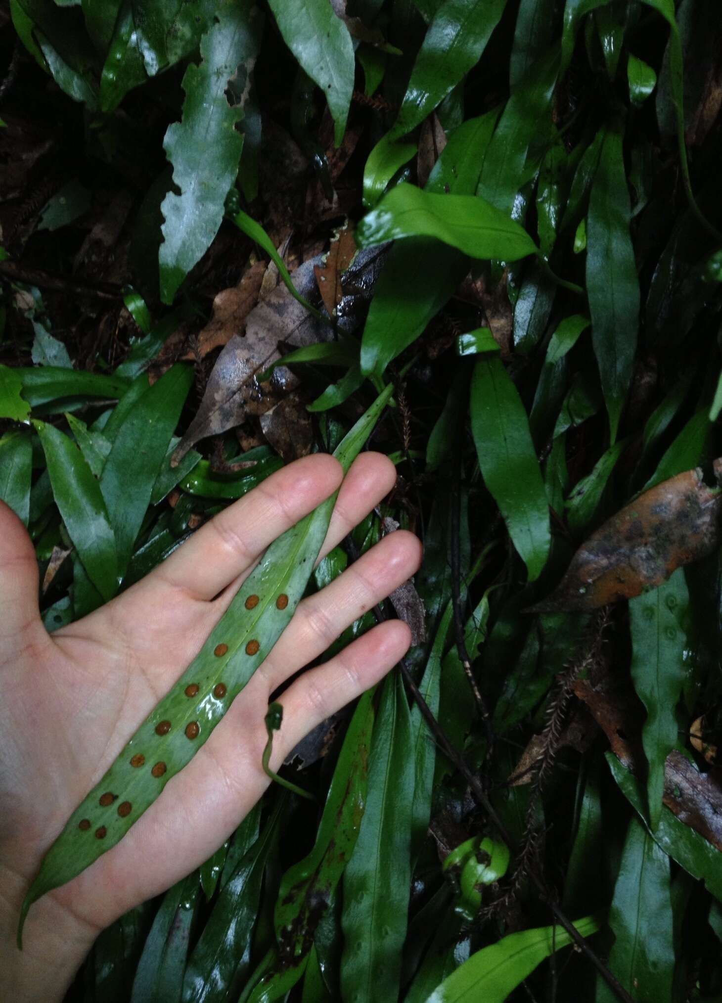 Plancia ëd Loxogramme dictyopteris (Mett.) Copel.