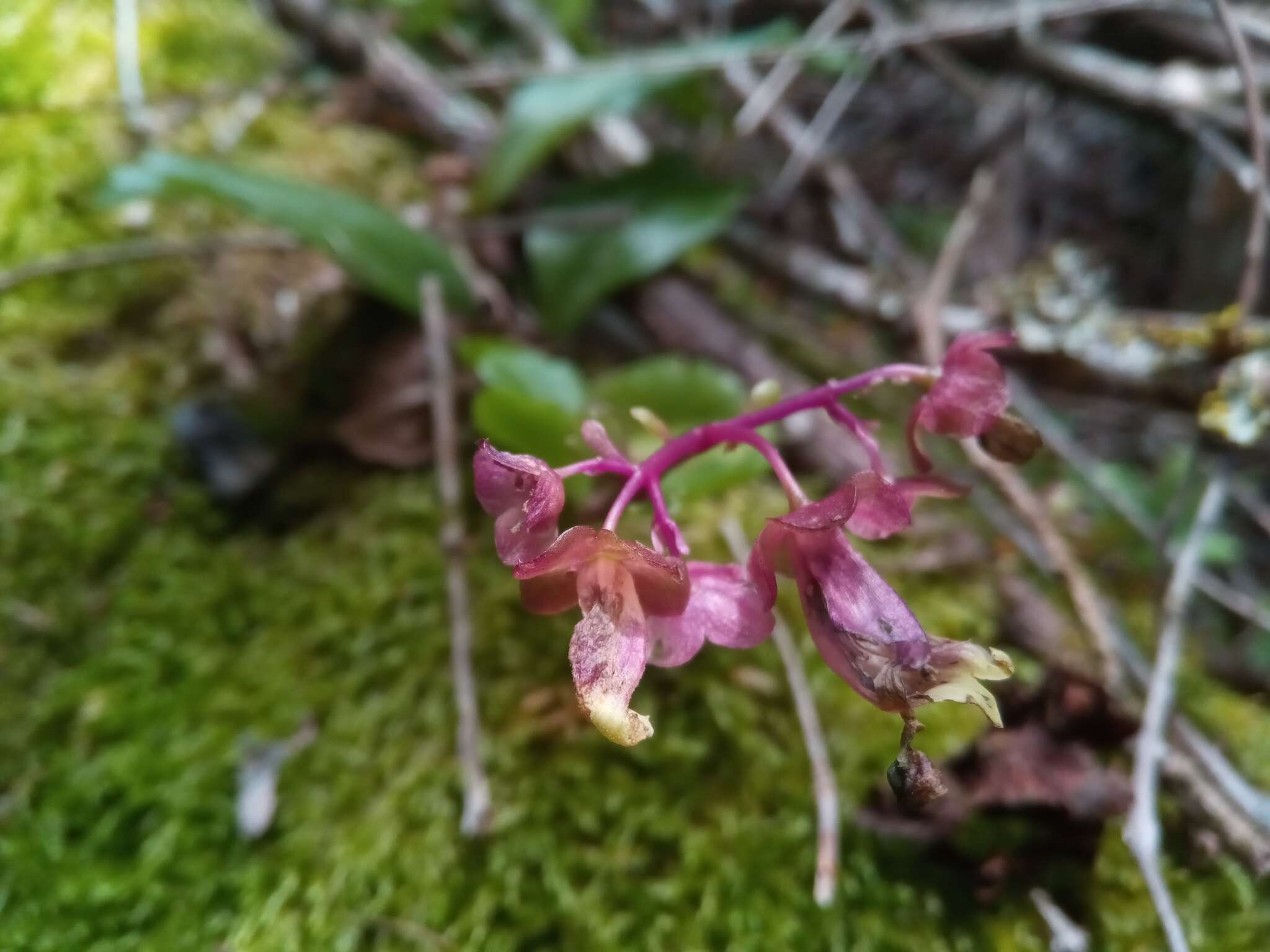 Kalanchoe porphyrocalyx (Bak.) Baill. resmi