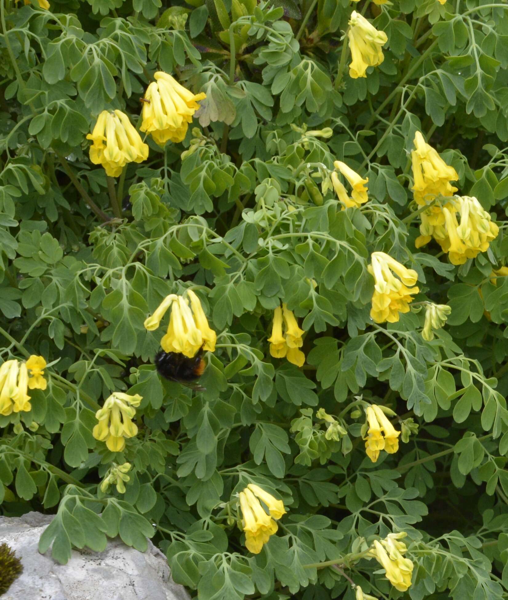 Image of yellow corydalis