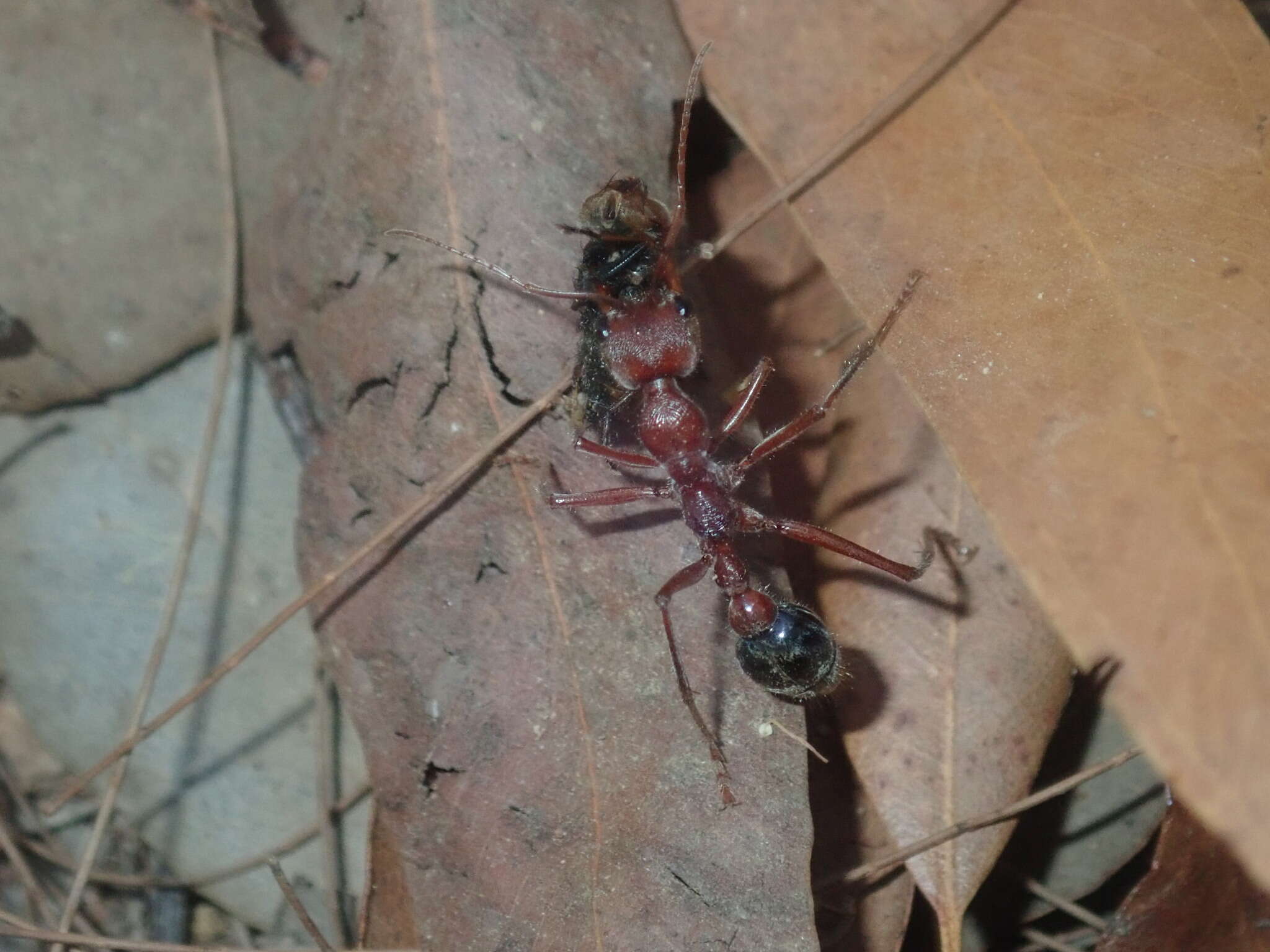 Image of Myrmecia comata Clark 1951