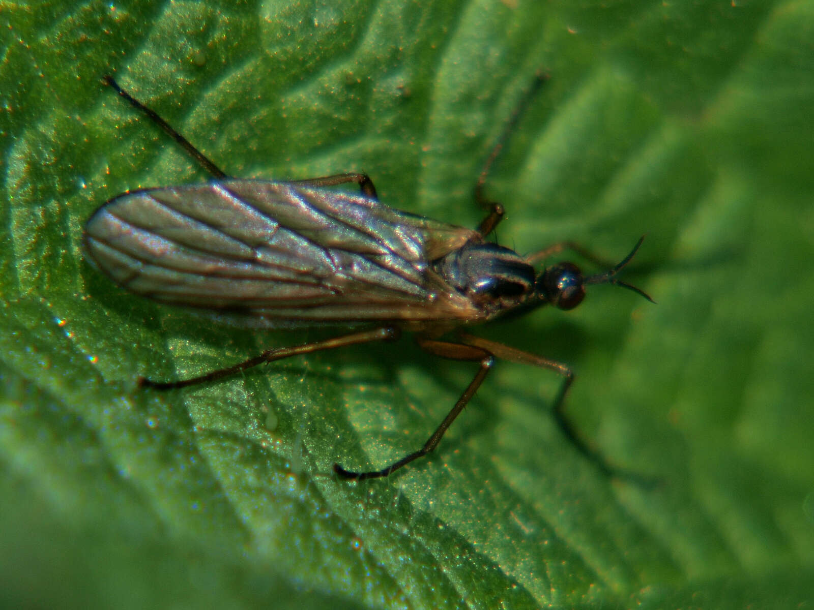 Image of Empis trigramma Wiedemann 1822