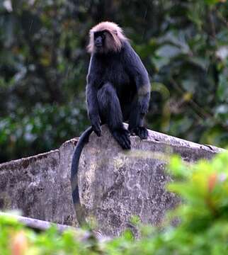 Image of Black Leaf Monkey