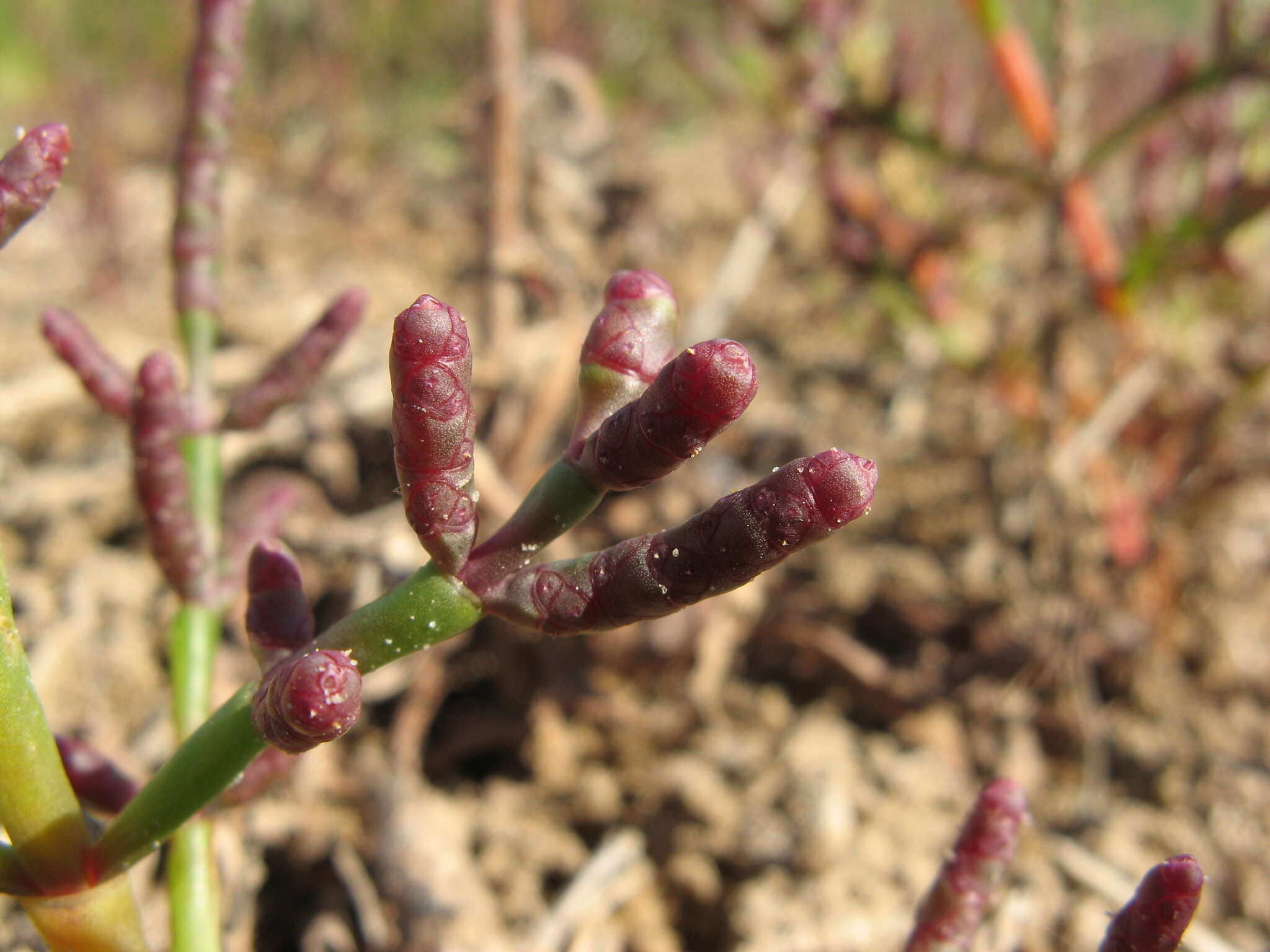 Image of Salicornia perennans Willd.