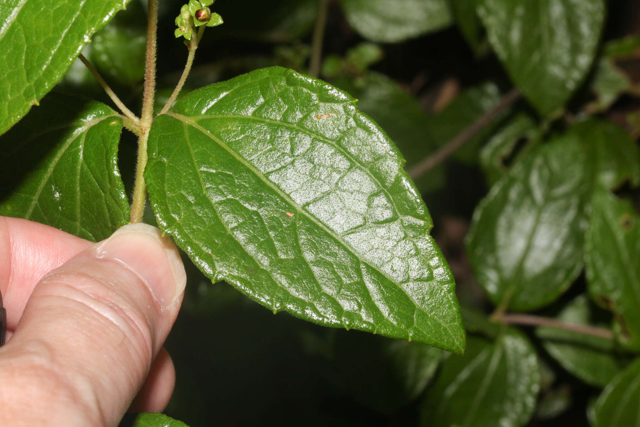 Image of Calea jamaicensis (L.) L.