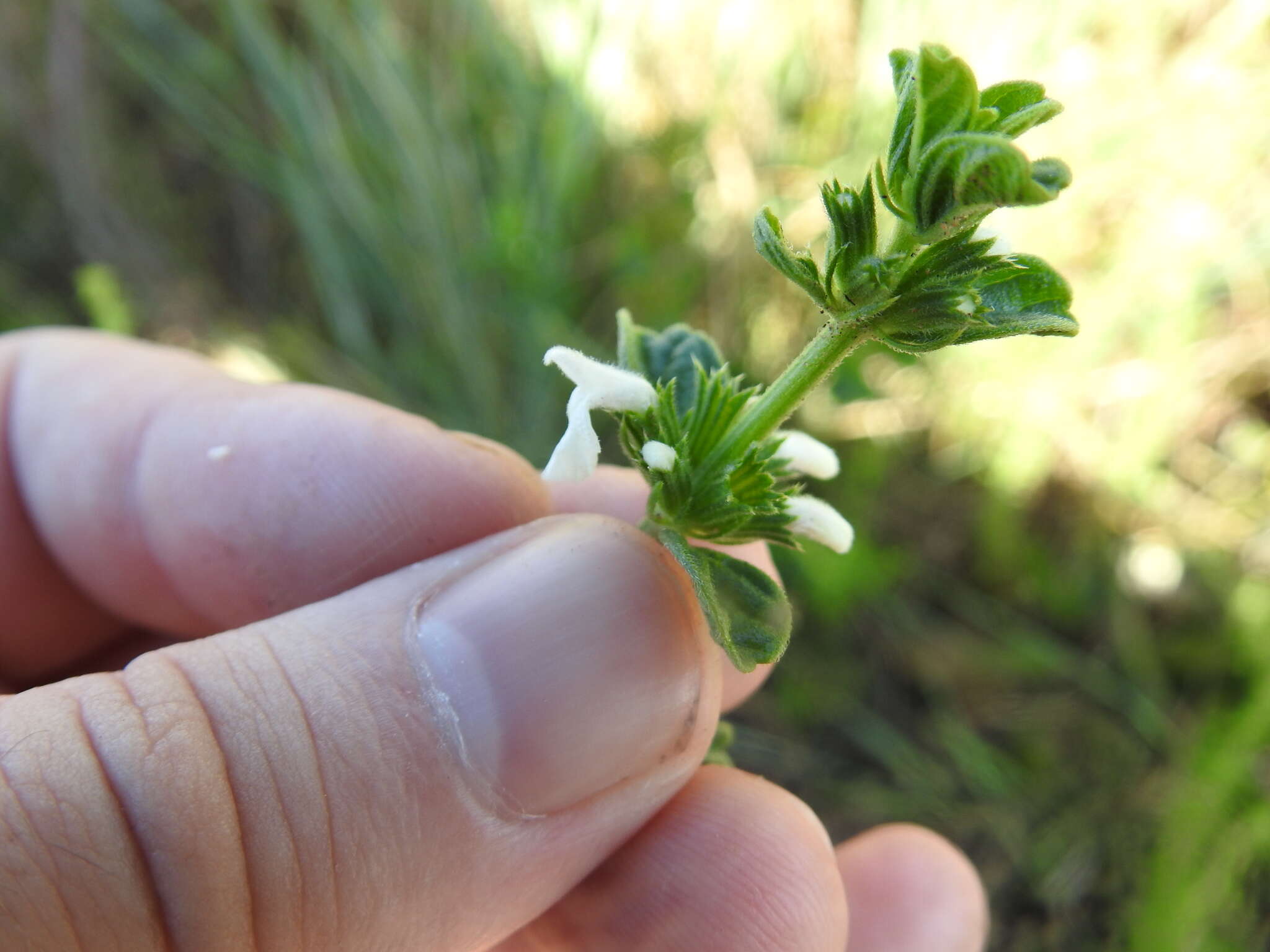 Image of white cat's paw