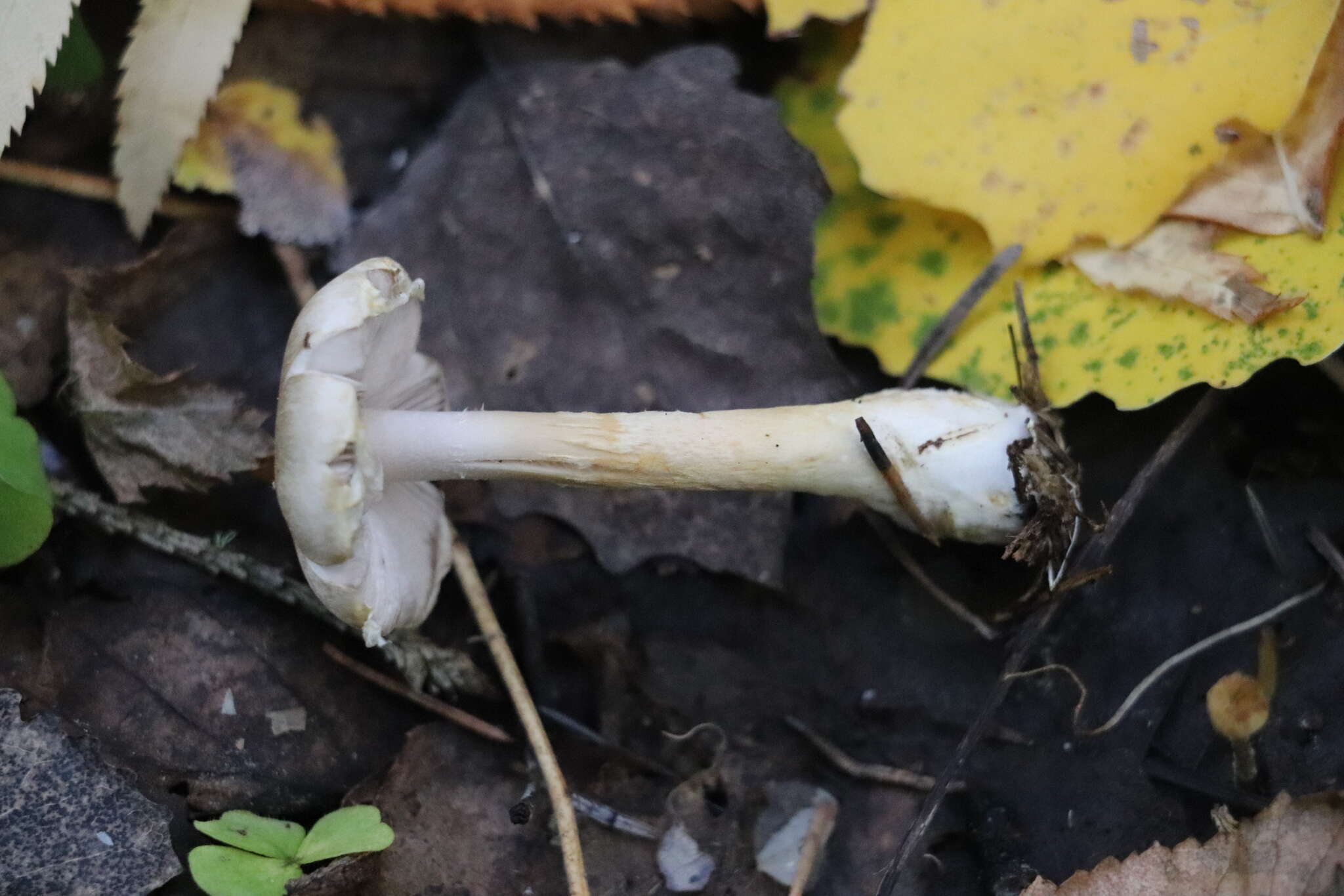 Image of Rosy Wood Mushroom