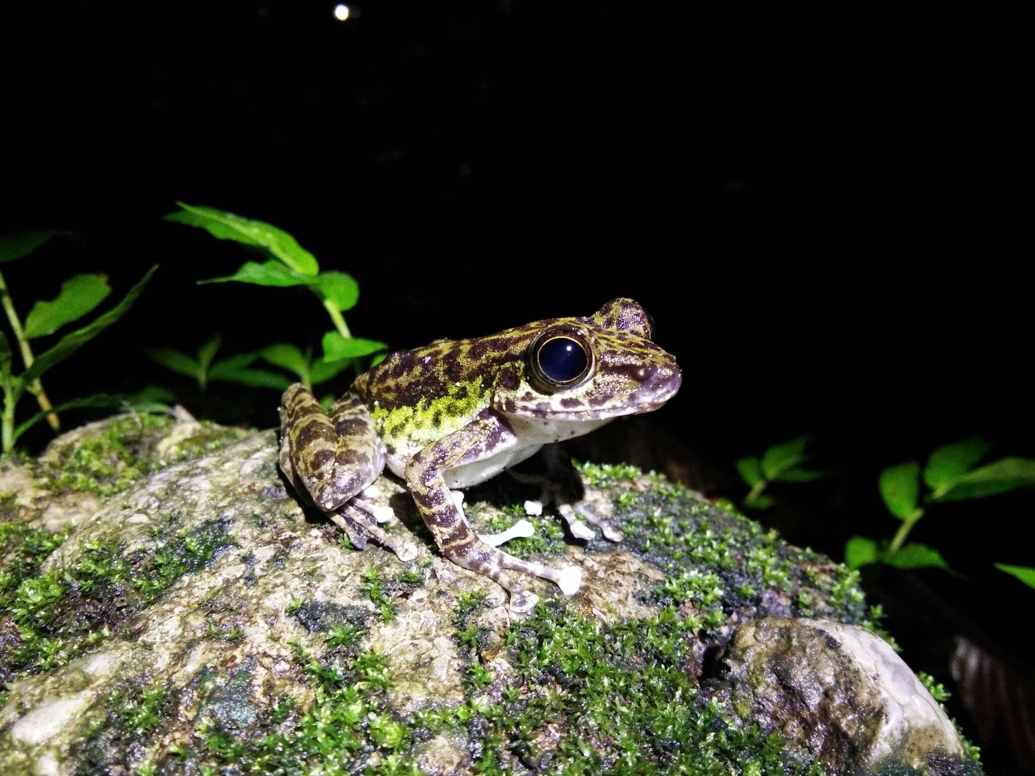 Image of Peninsular Torrentfrog