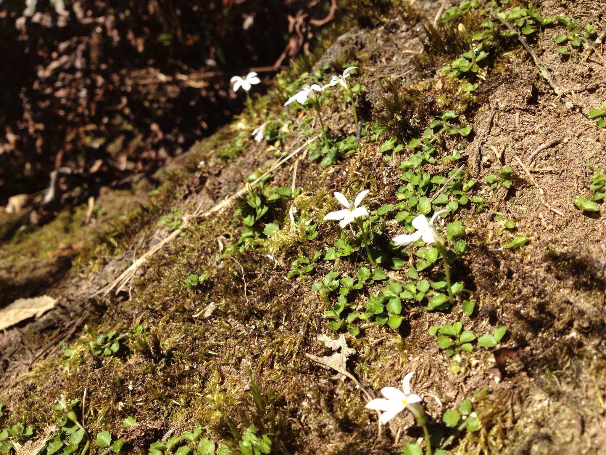 Imagem de Lobelia angulata G. Forst.