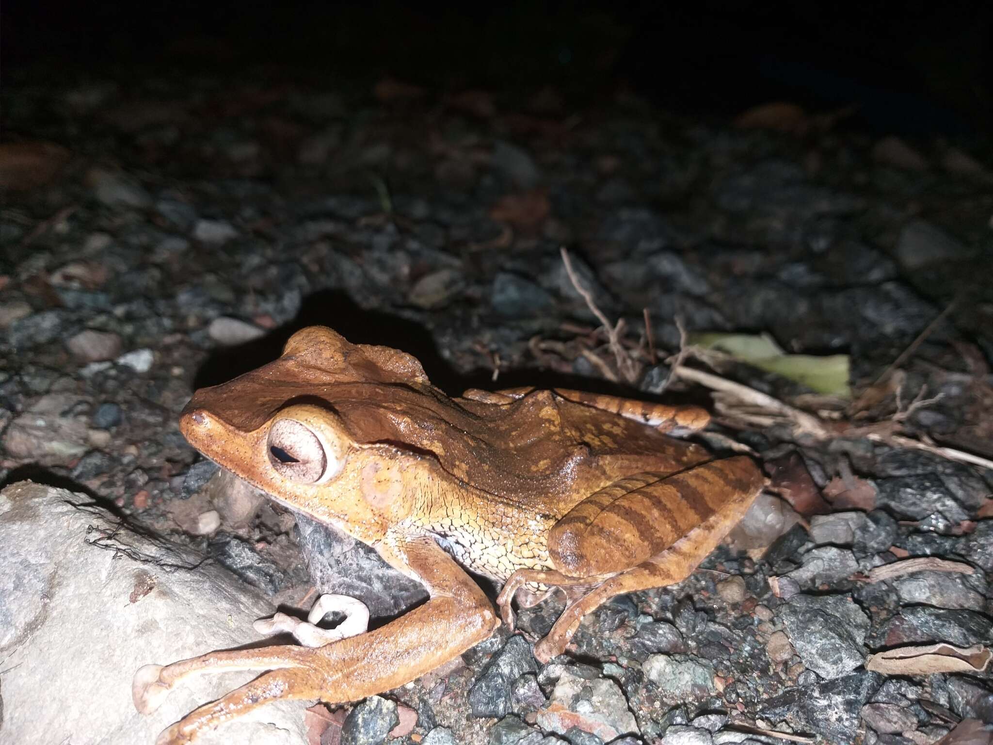 Image of File-Eared Tree Frog