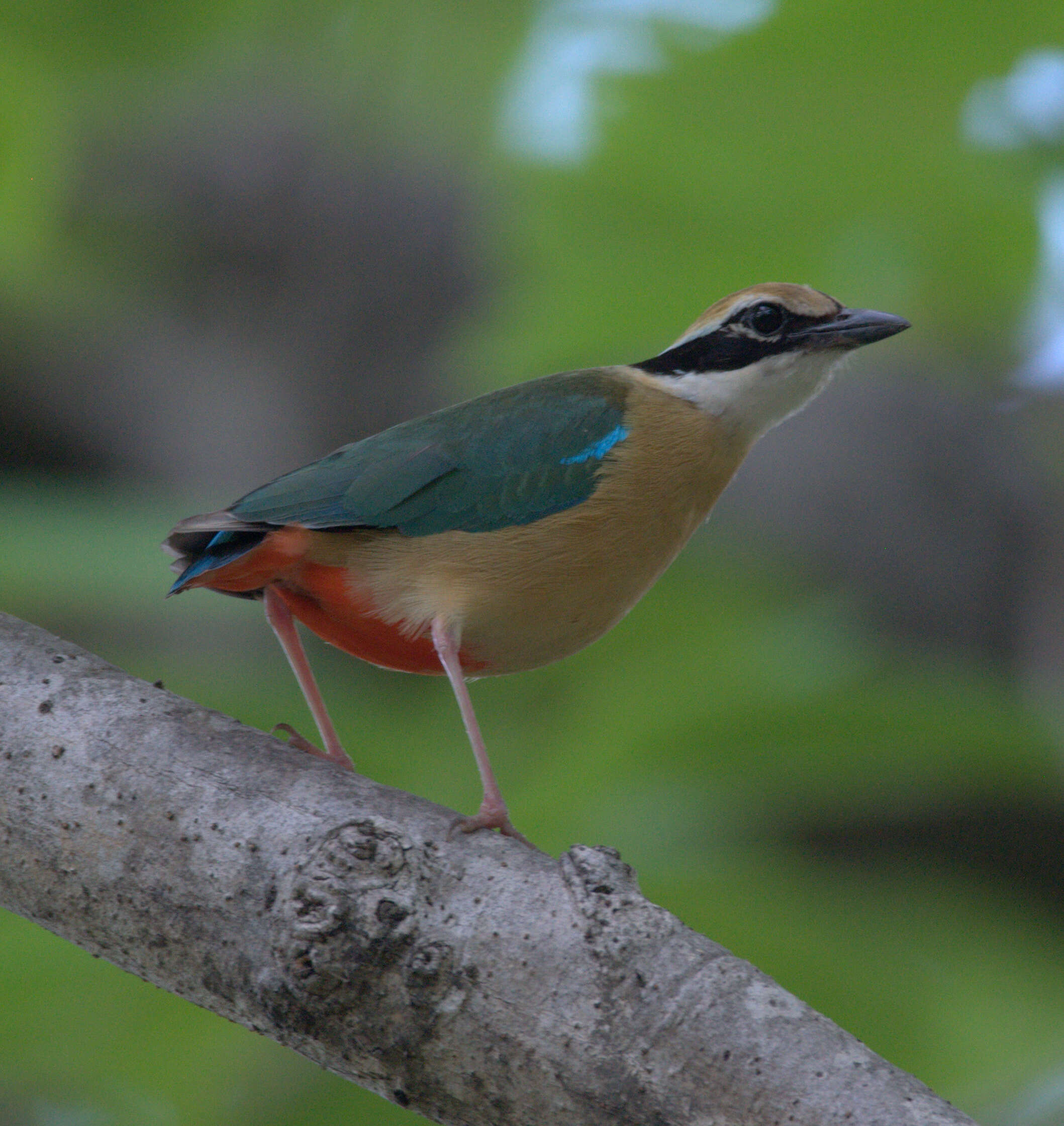 Plancia ëd Pitta brachyura (Linnaeus 1766)