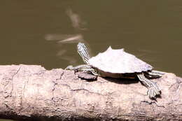 Image of Ringed Map Turtle