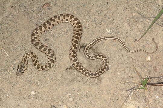 Image of Spotted Wipe Snake