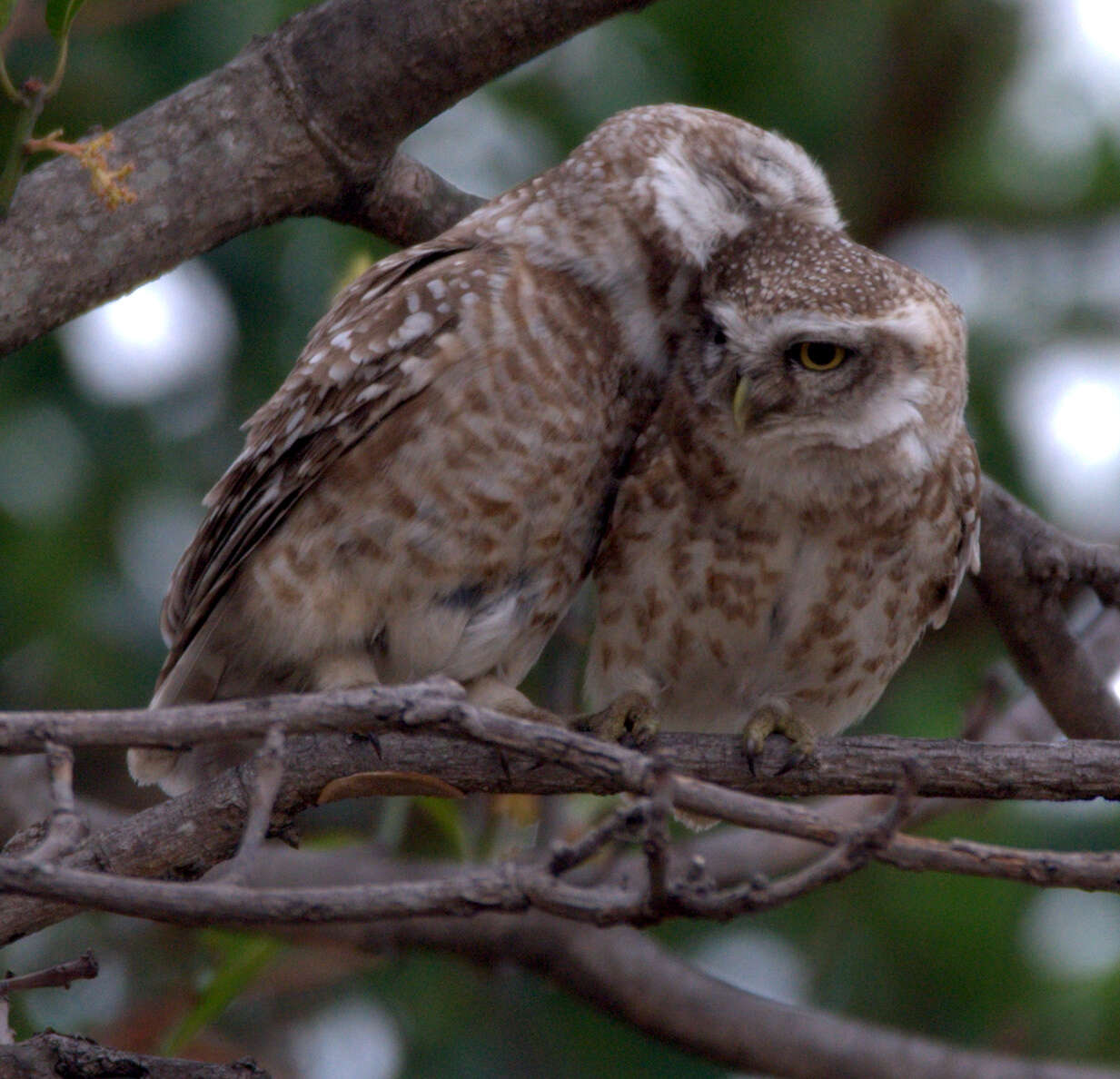 Image of Spotted Owlet