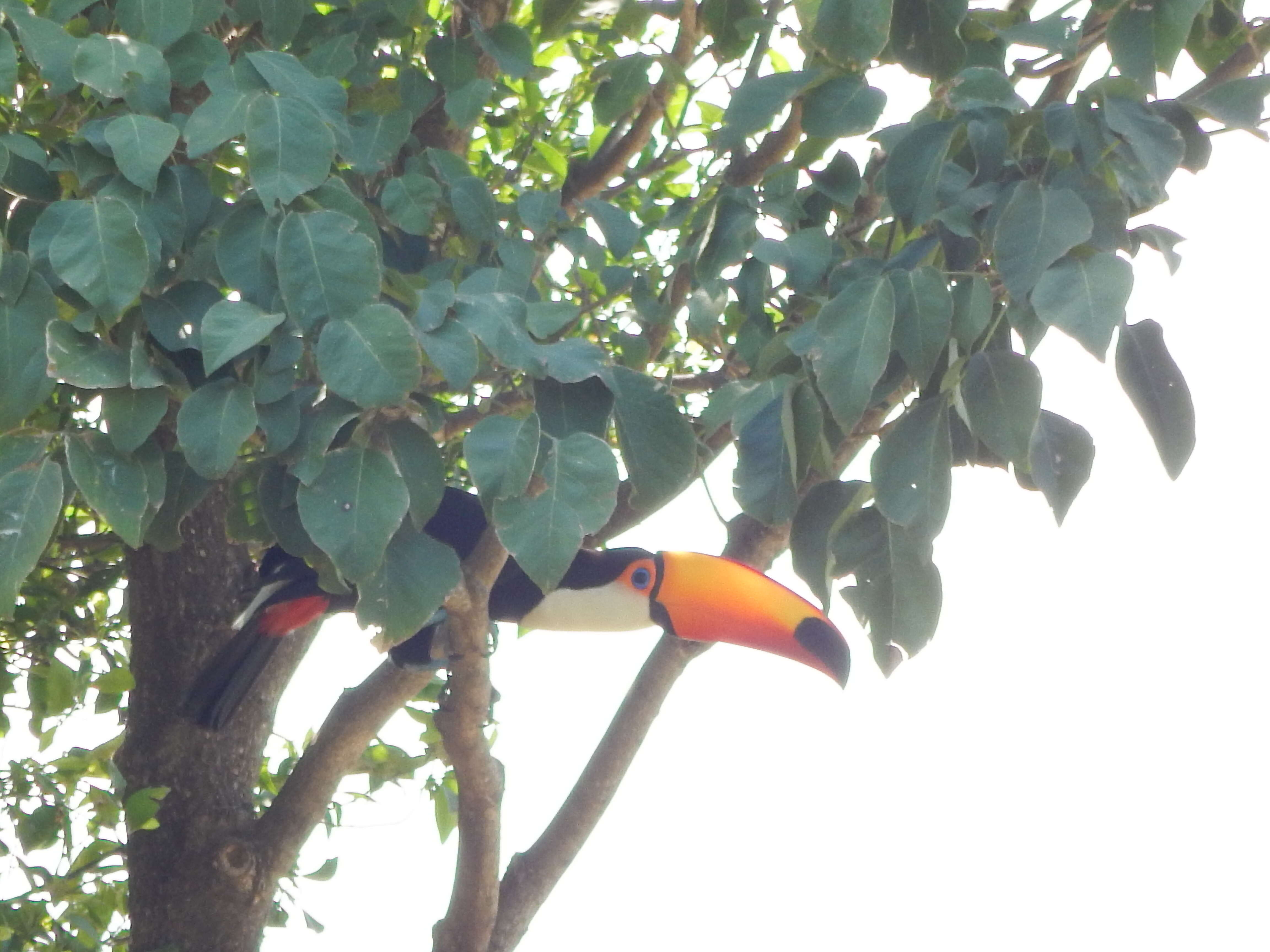 Image of Toco Toucan