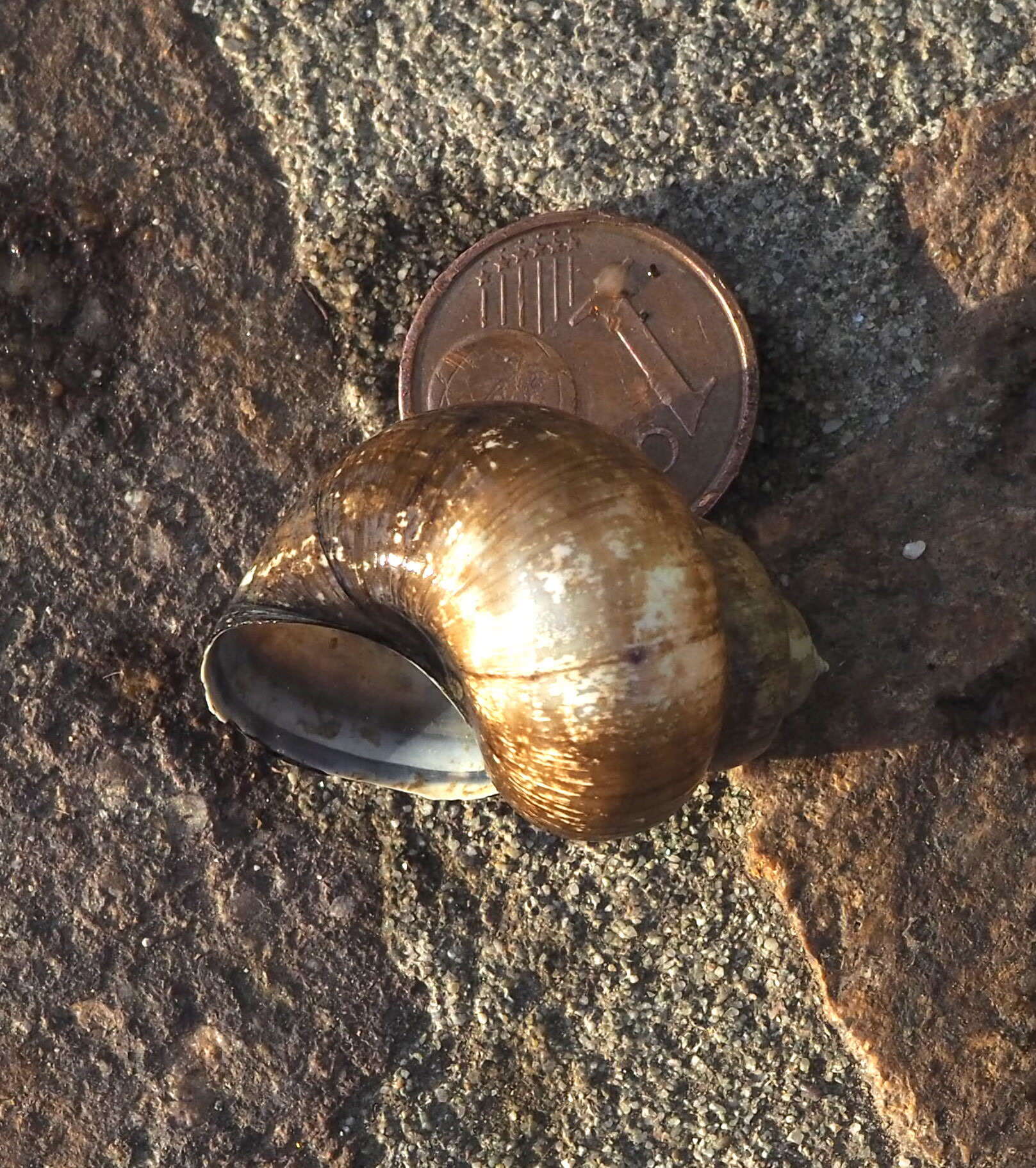 Image of Lister's River Snail