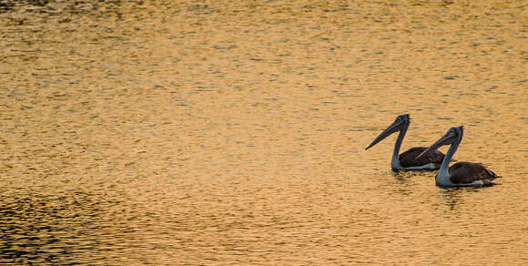 Image of Grey Pelican