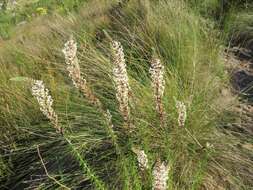 Image of Hebenstretia robusta E. Mey.