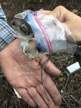 Image of California Deermouse