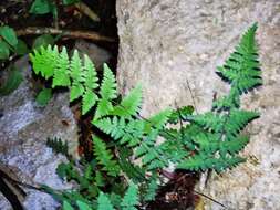 Image de Myriopteris fimbriata (A. R. Sm.) Grusz & Windham