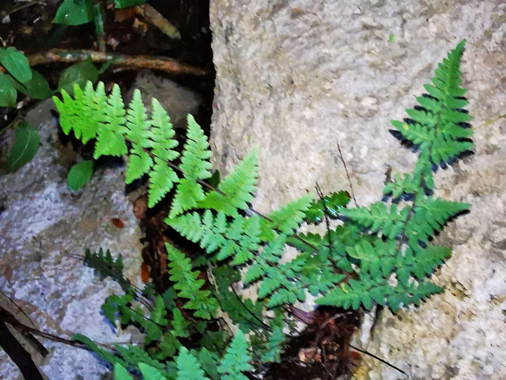 Image of Myriopteris fimbriata (A. R. Sm.) Grusz & Windham