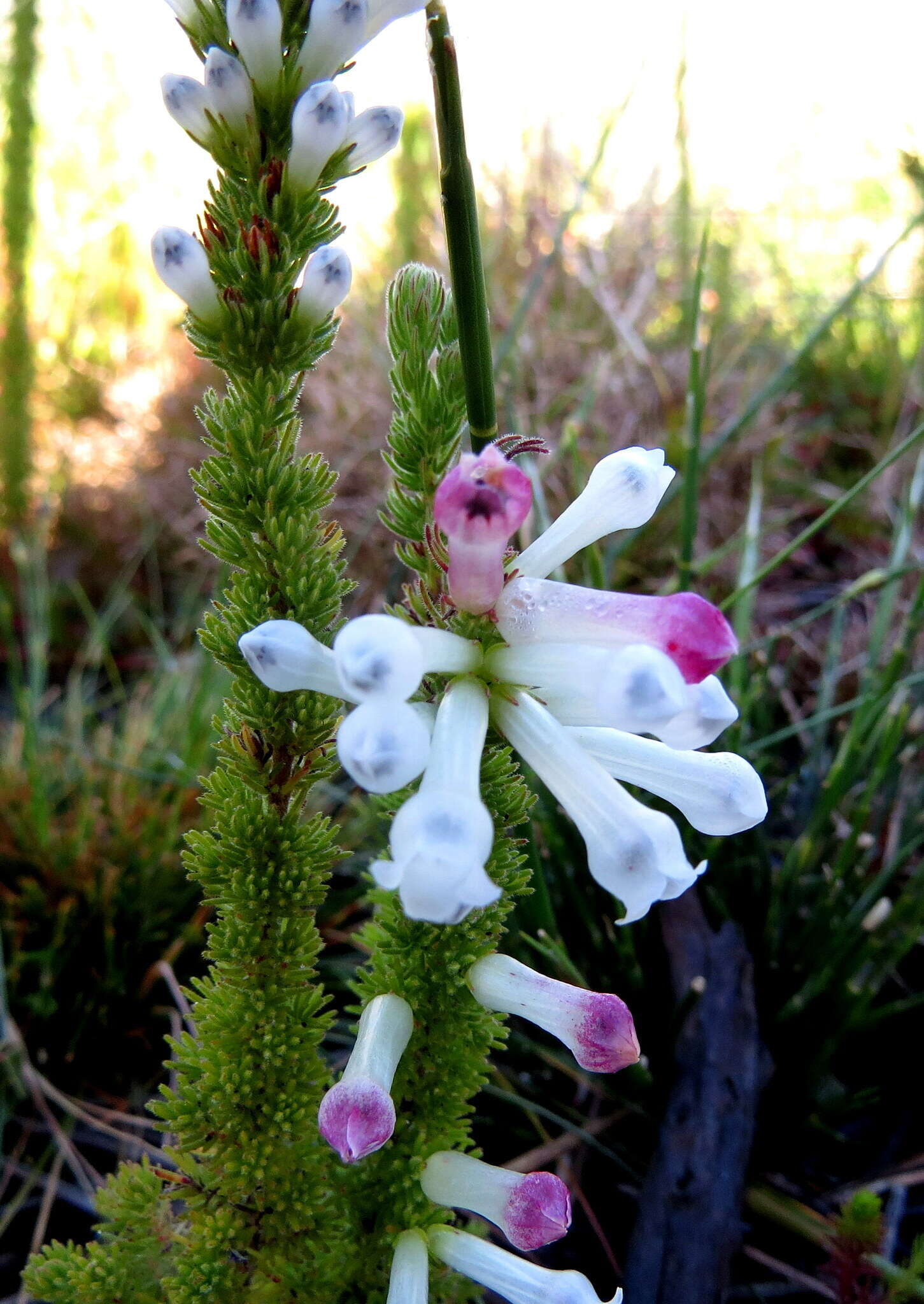 Слика од Erica colorans Andr.