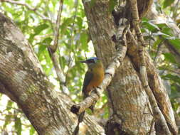 Image of Amazonian Motmot