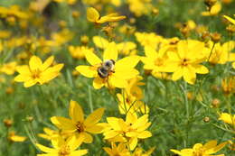 Image of Half-black Bumblebee