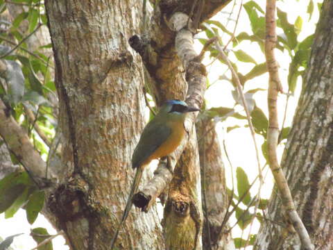 Image of Amazonian Motmot