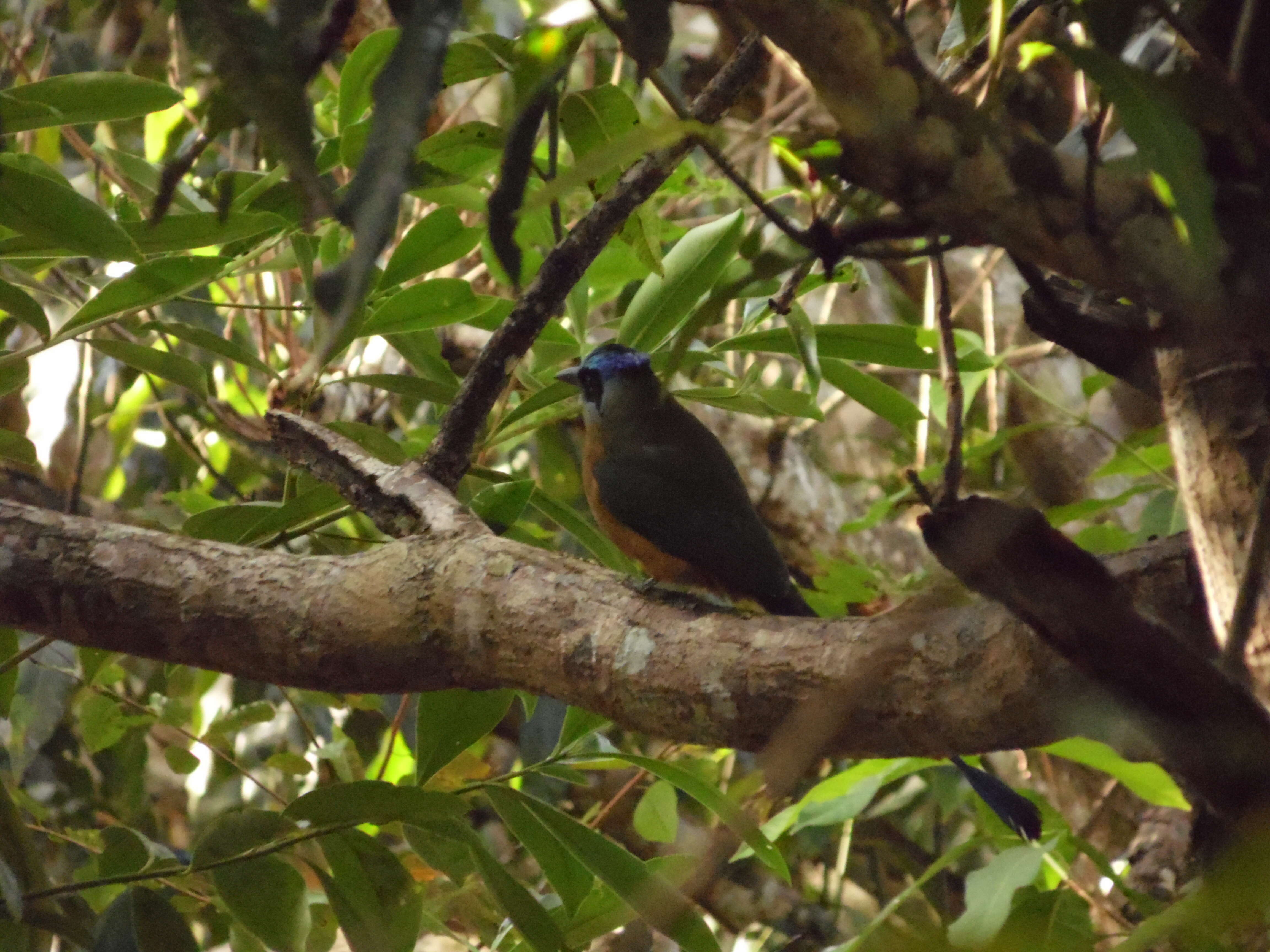 Image of Amazonian Motmot