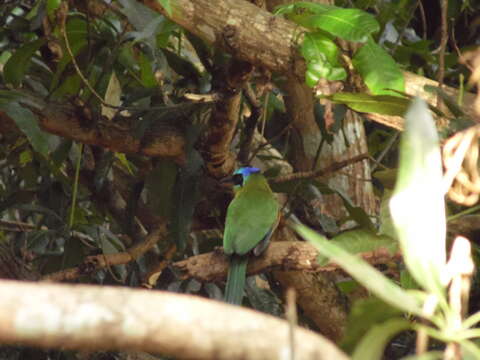 Image of Amazonian Motmot