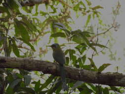 Image of Amazonian Motmot