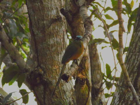 Image of Amazonian Motmot