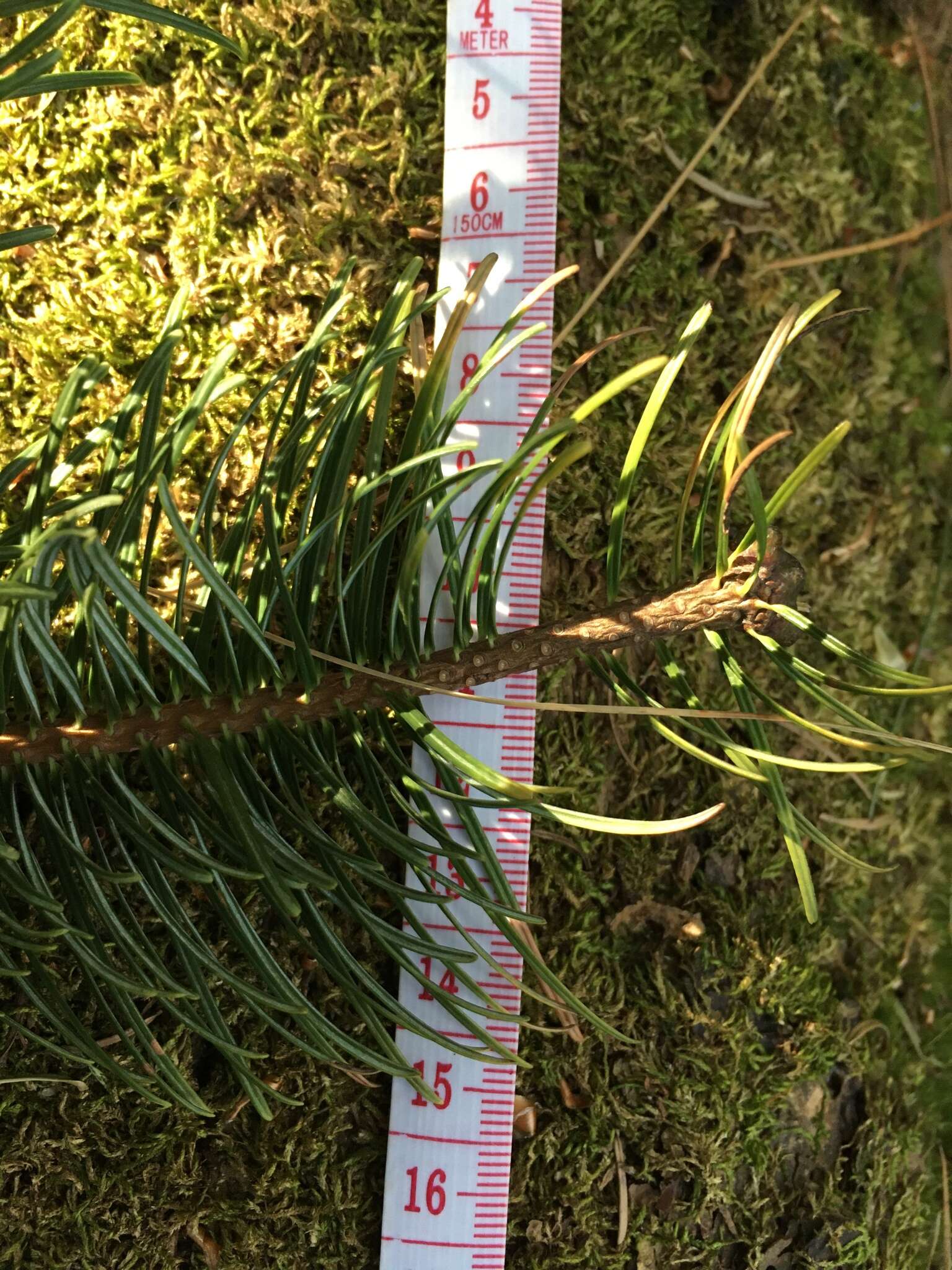 Image of Abies guatemalensis var. jaliscana Martínez