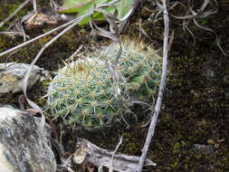 Imagem de Mammillaria flavicentra Backeb. ex Mottram