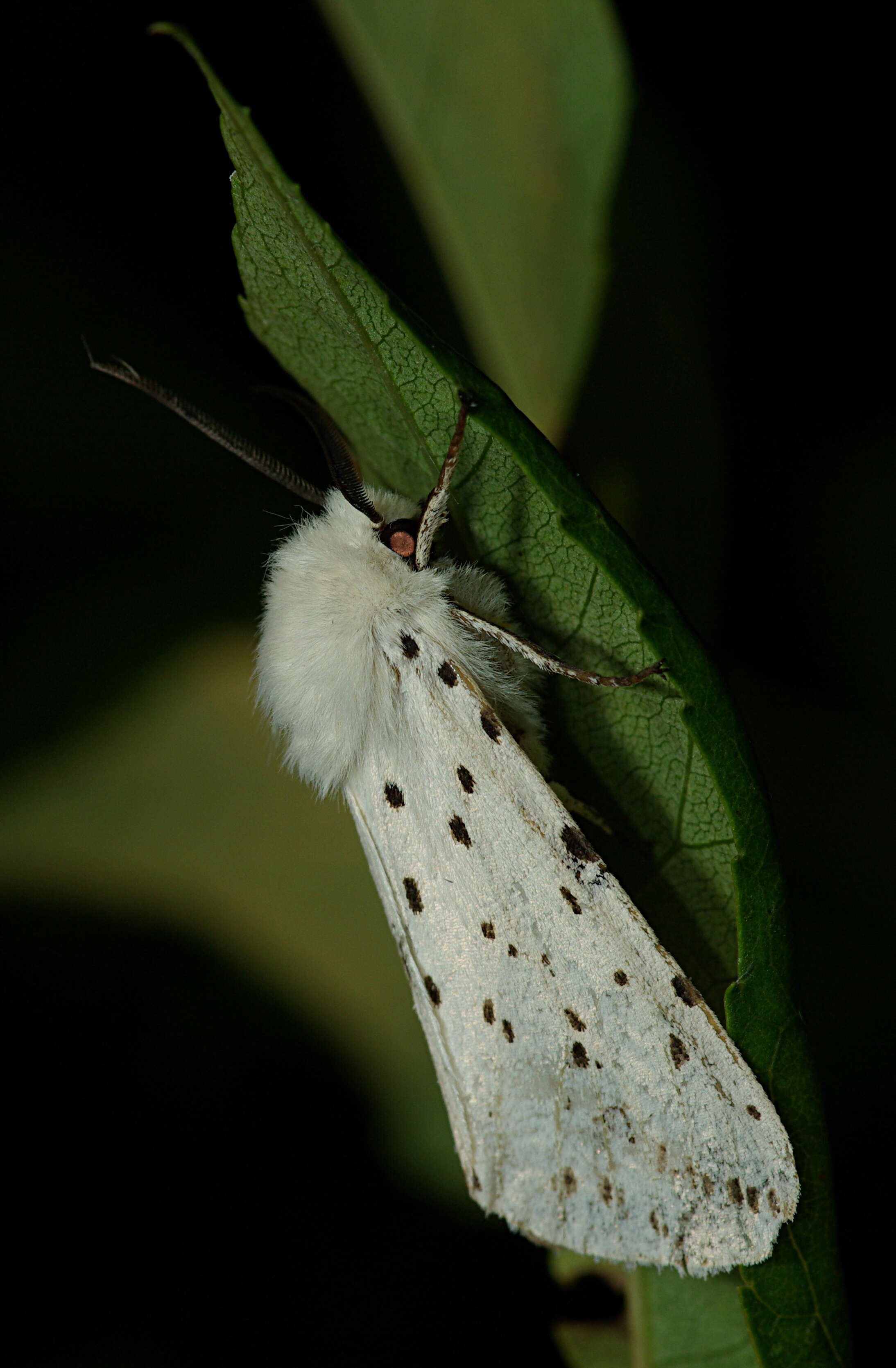 Image of white ermine