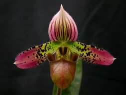 Sivun Paphiopedilum acmodontum M. W. Wood kuva