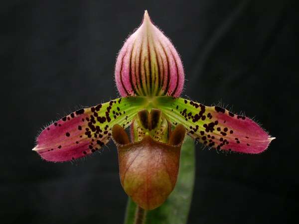 Sivun Paphiopedilum acmodontum M. W. Wood kuva