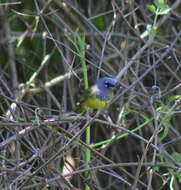 Image of MacGillivray's Warbler