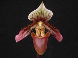 Image of Short haired Paphiopedilum