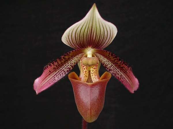 Image of Short haired Paphiopedilum