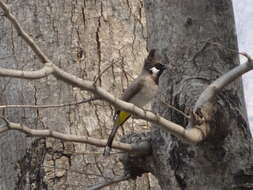 Image of Himalayan Bulbul