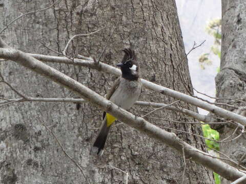 Imagem de Pycnonotus leucogenys (Gray & JE 1835)