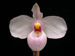 Image de Paphiopedilum delenatii Guillaumin