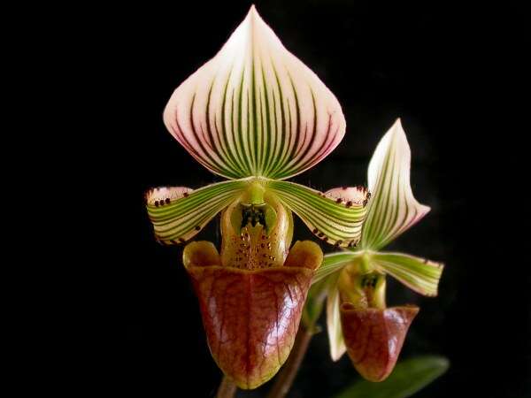 Sivun Paphiopedilum hennisianum (M. W. Wood) Fowlie kuva